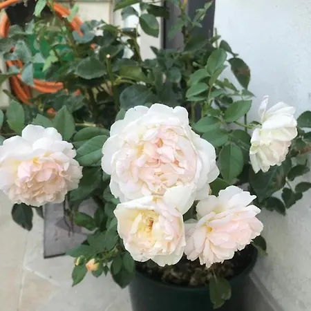 Casa Delle Rose