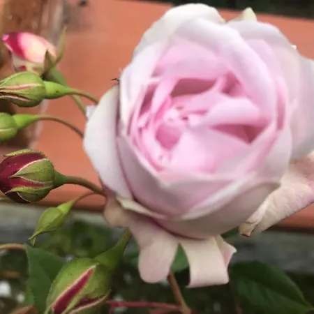 Casa Delle Rose * Valentano